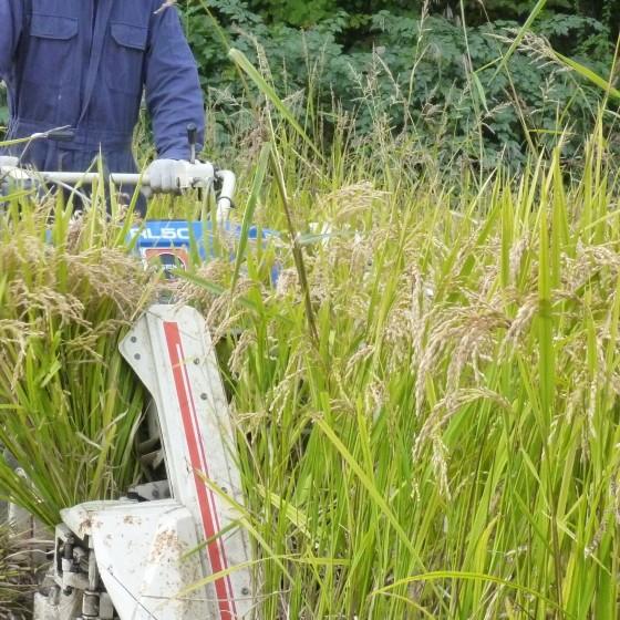 セール品 玄米 3kg 無農薬 特別栽培米 まっしぐら うるち米 青森