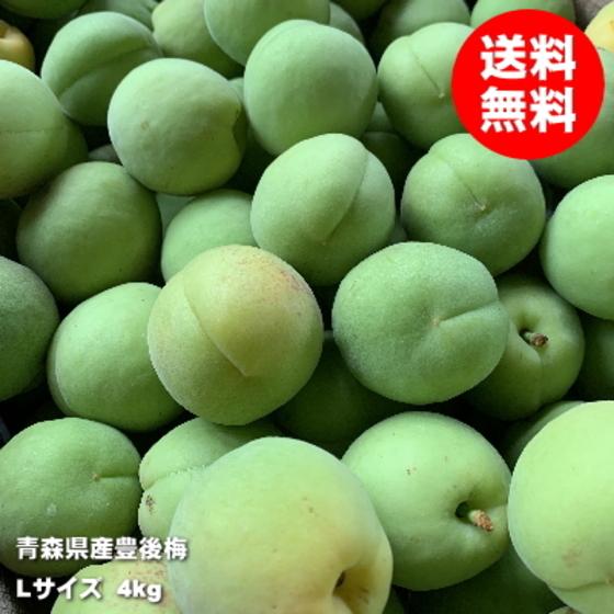 豊後梅 Lサイズ 4kg 梅酒 梅シロップ 梅ジュース 梅漬 : みちのく処