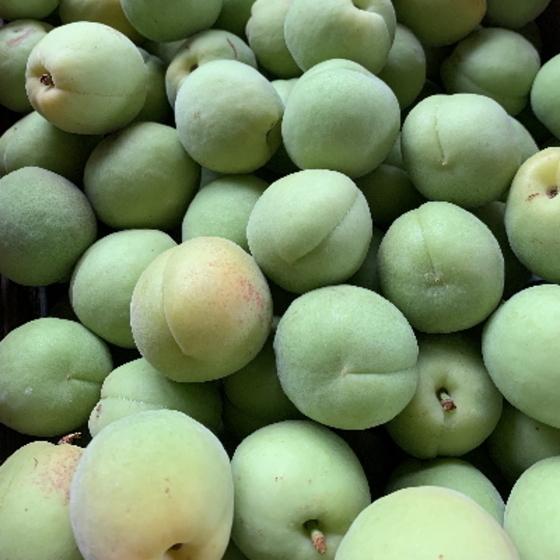 豊後梅 Lサイズ 4kg 梅酒 梅シロップ 梅ジュース 梅漬 : みちのく処