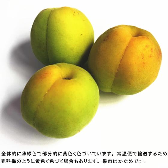 豊後梅 Lサイズ 5kg 梅酒 梅シロップ 梅ジュース 梅漬 : みちのく処