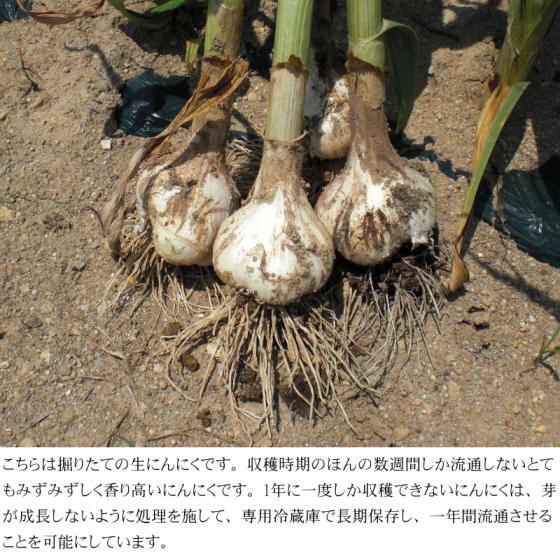 にんにく 青森 国産 Mサイズ 4kg A品 福地ホワイト六片 : みちのく処