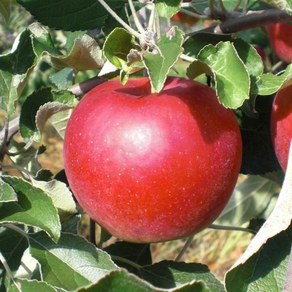紅玉りんご 約3kg 加工用 訳あり 青森県産 黒ほし 擦り傷 枝傷 押し傷 着色不良|wattudo|02