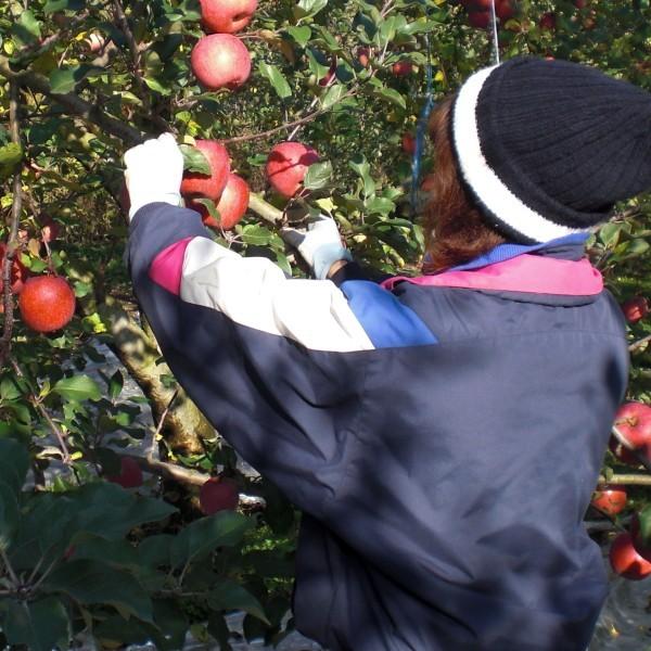 紅玉りんご 約3kg 加工用 訳あり 青森県産 黒ほし 擦り傷 枝傷 押し傷 着色不良|wattudo|04