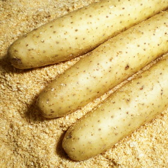 とろろ 長芋 5kg 青森 贈答 送料無料 : みちのく処わっつど - 通販