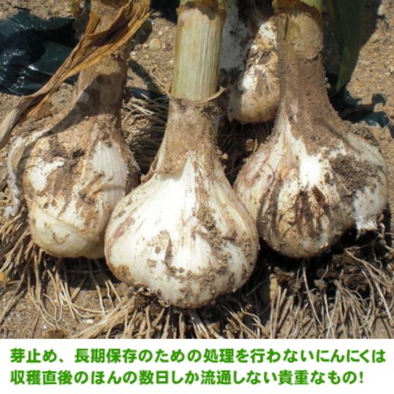 生にんにく 青森 2kg 2Lサイズ 国産 送料無料 福地ホワイト六片｜wattudo｜02