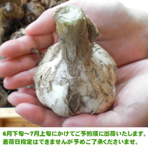 生にんにく 青森 5kg 2Lサイズ 国産 送料無料 福地ホワイト六片｜wattudo｜04