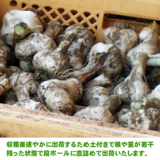 生にんにく 青森 1kg 2Lサイズ 国産 送料無料 福地ホワイト六片