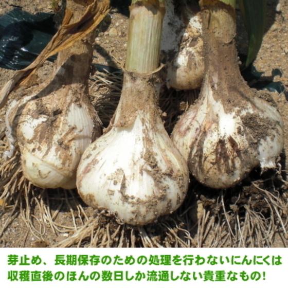 【大感謝セール】新物 青森県産 生にんにく A品 L 4kg　福地ホワイト六片 kitaguniokome_wakeotama
