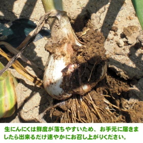 生にんにく 青森 5kg Lサイズ 国産 送料無料 福地ホワイト六片｜wattudo｜05