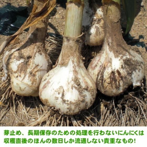 生にんにく 5kg Mサイズ 青森 国産 福地ホワイト六片 送料無料 | ブランド登録なし | 01