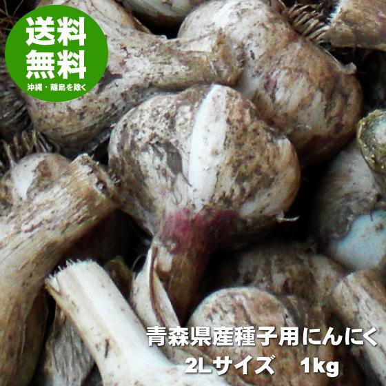 にんにく 種球 種 国産 2Lサイズ 1kg 青森 福地ホワイト六片 送料無料