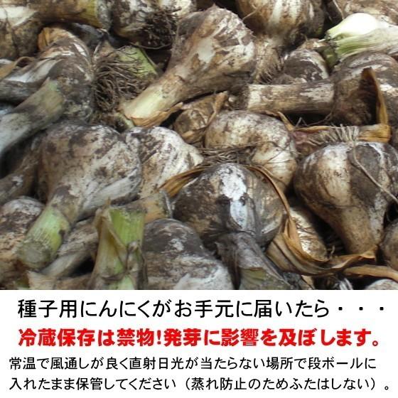 にんにく 種球 種 国産 Lサイズ 10kg 青森 福地ホワイト六片