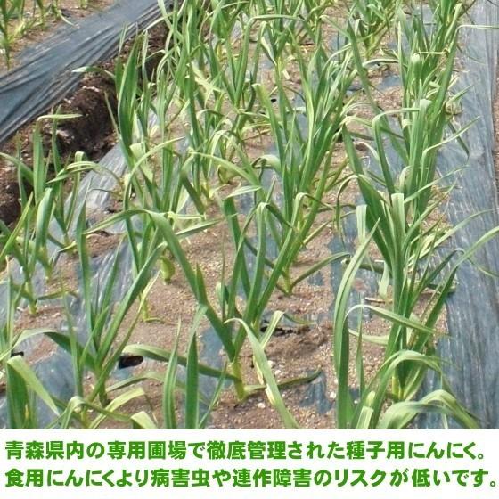 【超目玉セール】青森県産 にんにく L 4kg 福地ホワイト六片 お買い得 にんにく 青森 国産 Lサイズ 2kg A品 福地ホワイト六片 : みちのく処
