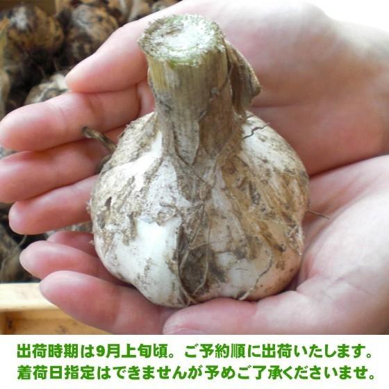 にんにく 種球 種 国産 Lサイズ 4kg 青森 福地ホワイト六片 送料
