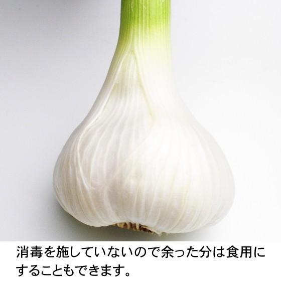 にんにく 種球 種 国産 Lサイズ 4kg 青森 福地ホワイト六片 送料無料