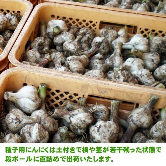 【大感謝セール】新物 青森県産 にんにく ML 5kg 福地ホワイト加工 種 青森県産低臭にんにく 5玉｜にんにく卸専門 いいにんにくSHOP