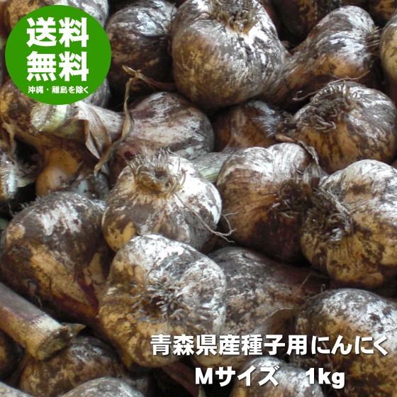 ニンニクの種 にんにく 種球 種 国産 Mサイズ 1kg 青森 福地ホワイト六
