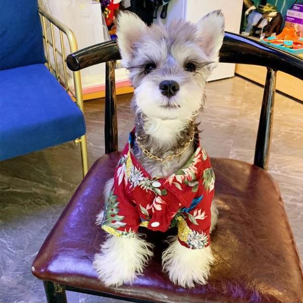 犬 アロハシャツ 犬服 ハワイ リゾート サーフィン ビーチ 海 ALOHA アロハ シャツ かりゆし 犬 服 安い チワワ トイプー 送料無料 |  | 09
