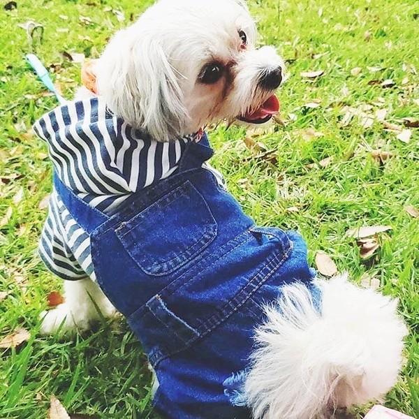 犬服 デニム パンツ 犬 服 安い つなぎ カバーオール サロペット ダメージ ジーンズ チワワ トイプー ドッグウェア ドッ  送料無料 |  | 06