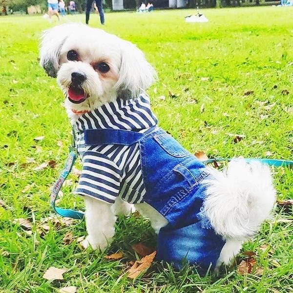 犬服 デニム パンツ 犬 服 安い つなぎ カバーオール サロペット ダメージ ジーンズ チワワ トイプー ドッグウェア ドッ  送料無料 |  | 07