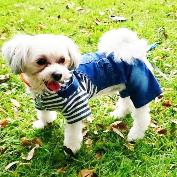 犬服 デニム パンツ 犬 服 安い つなぎ カバーオール サロペット ダメージ ジーンズ チワワ トイプー ドッグウェア ドッ  送料無料 |  | 08