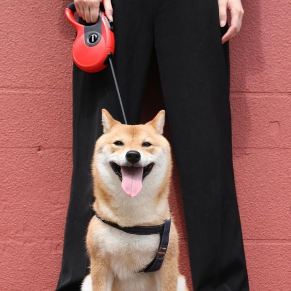 伸縮リード 犬 リード 伸びる 長い 強い 丈夫 散歩 グッズ 自動 巻き取り おすすめ 春 春用 お得 かわいい ペット用品 誕生日 ギ |  | 13