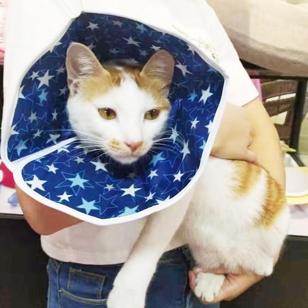猫 撥水 エリザベスカラー やわらかい 猫用 カラー ソフト ねこ エリザベス 怪我 術後 傷口 舐め 防止 保護 エリカラ  コ 送料無料 |  | 08