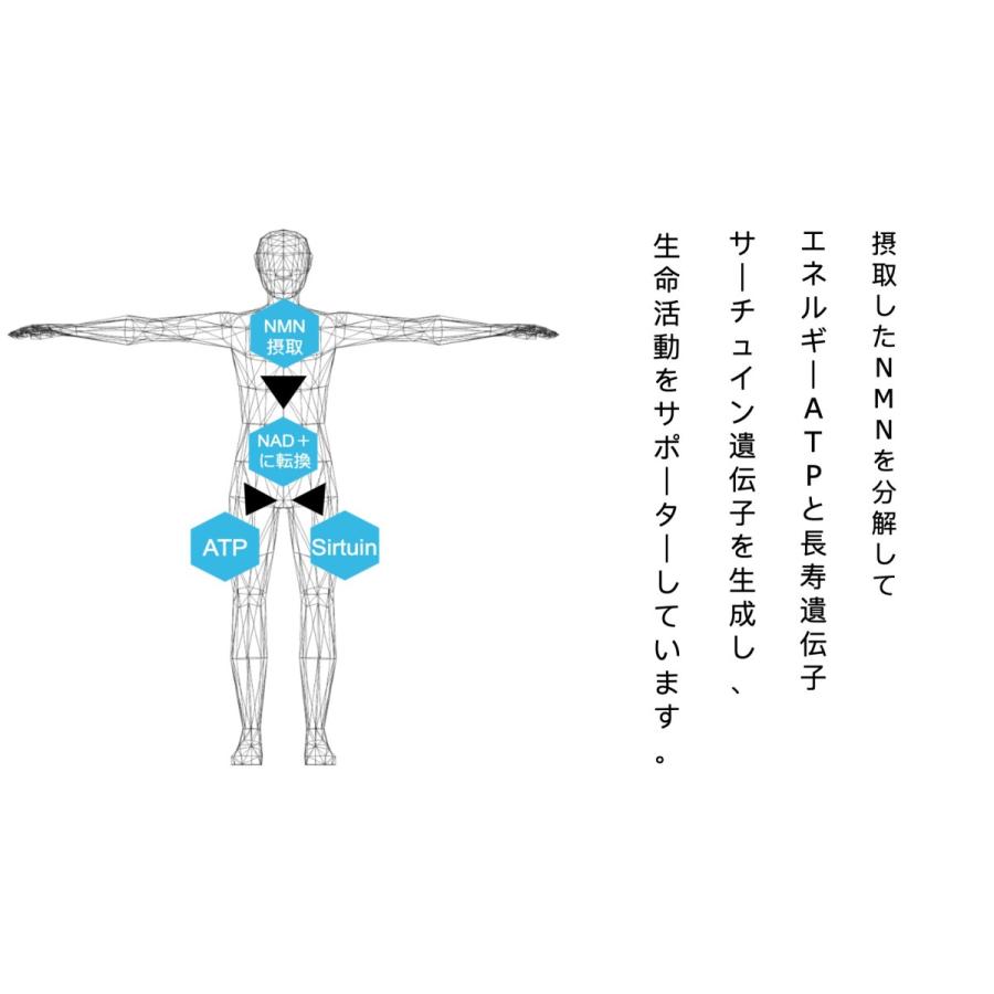 【NMNサプリメント】純国産 高純度99％以上,レスベラトロール配合,20.3g(339mg×60粒) : WAYOU - 通販 ...