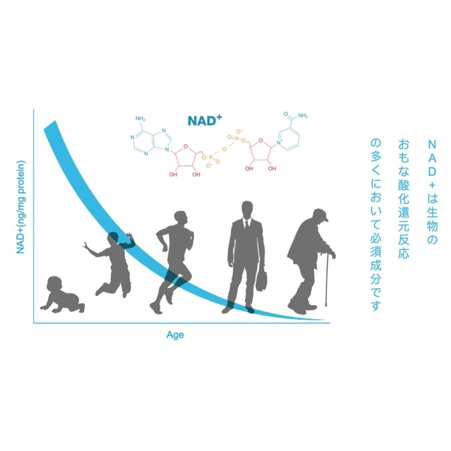 【NMNサプリメント】純国産 高純度99％以上,レスベラトロール配合,20.3g(339mg×60粒) : WAYOU - 通販 ...