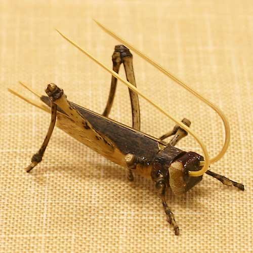 駿河竹千筋細工 竹の昆虫 きりぎりす 静岡伝統工芸品 竹 置物 日本製