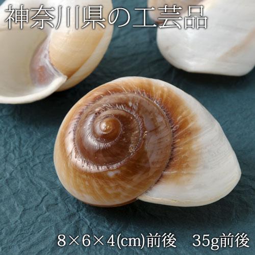 在庫処分 貝殻の置物 オオマイマイ（1個） 神奈川県の工芸品 Seashell