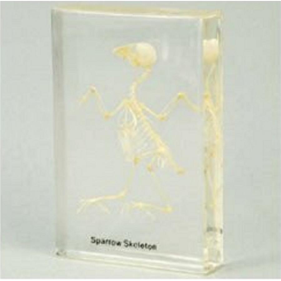 メーカー在庫限り 法人様のみの販売 アーテック 法人様のみの販売 鳥の骨格標本 0031 鳥の骨格標本 0031