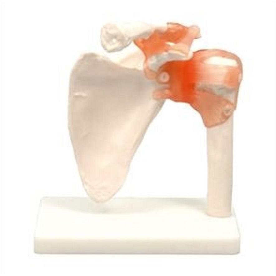 【法人様のみの販売】 アーテック 肩関節模型　009702 | 