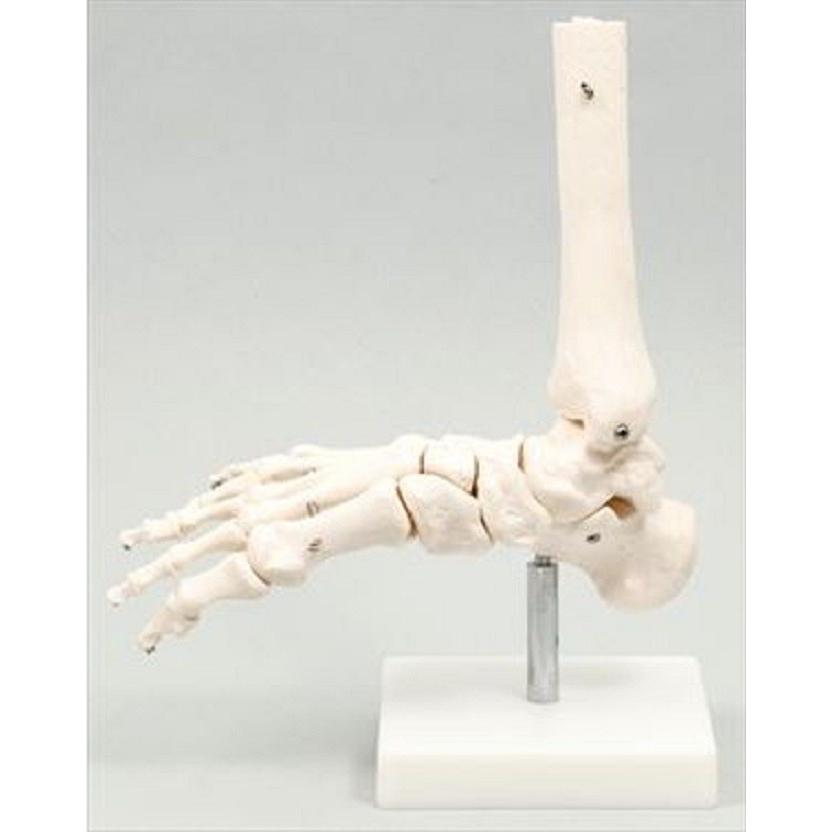 【法人様のみの販売】 アーテック 足関節模型　009706 | 
