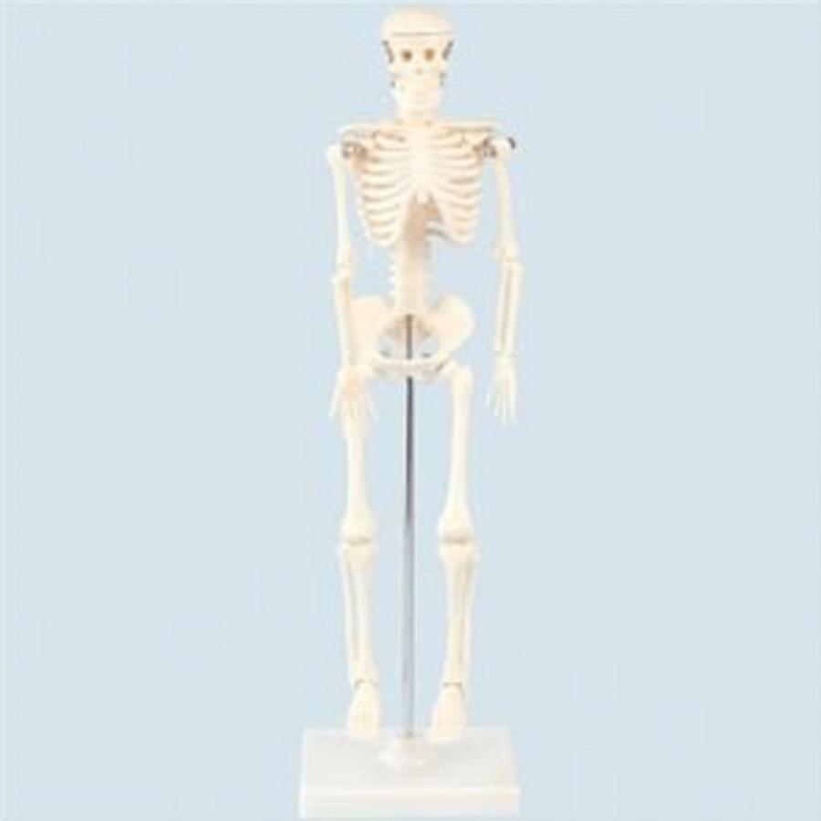 【法人様のみの販売】 アーテック 人体骨格模型 42cm　009976 | 