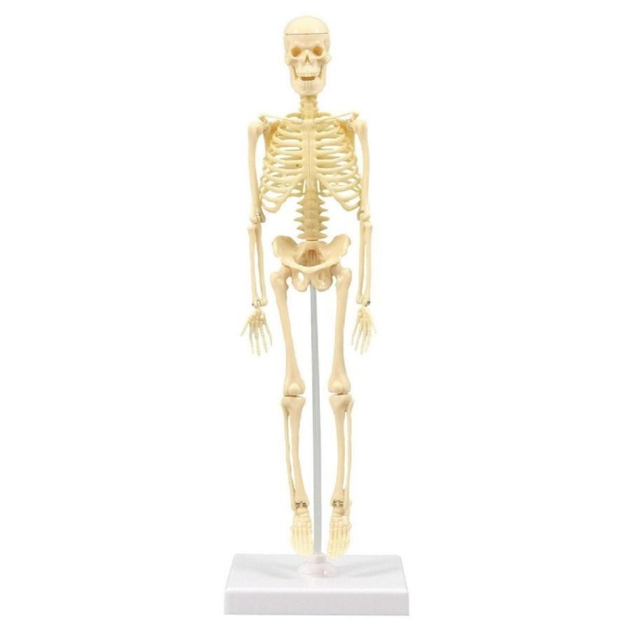【法人様のみの販売】 アーテック 人体骨格模型　30cm　093608 | 