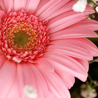 ガーベラ花束 誕生日 記念日【フラワーシャワー】あす楽
