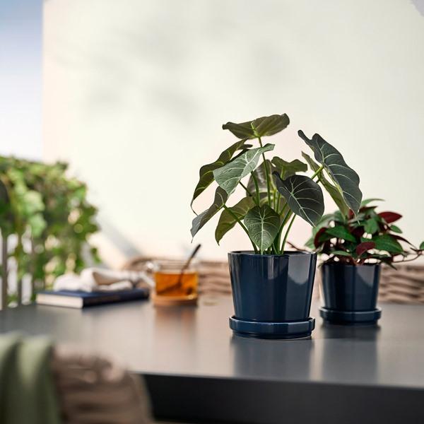 [IKEA/イケア/通販]FEJKA フェイカ人工観葉植物, 室内/屋外用 アロカシア,12 cm[B](10600879) |  | 02