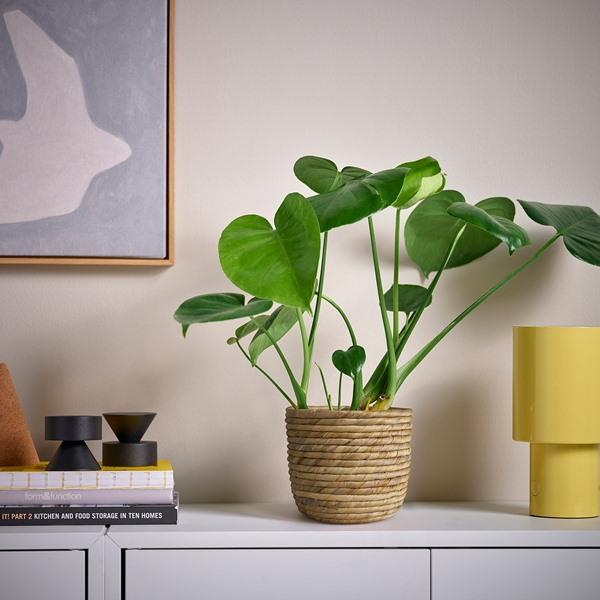 [IKEA/イケア/通販]SANDODLA サンドードラ鉢カバー, ホテイアオイ,15 cm[A](10630169) |  | 01