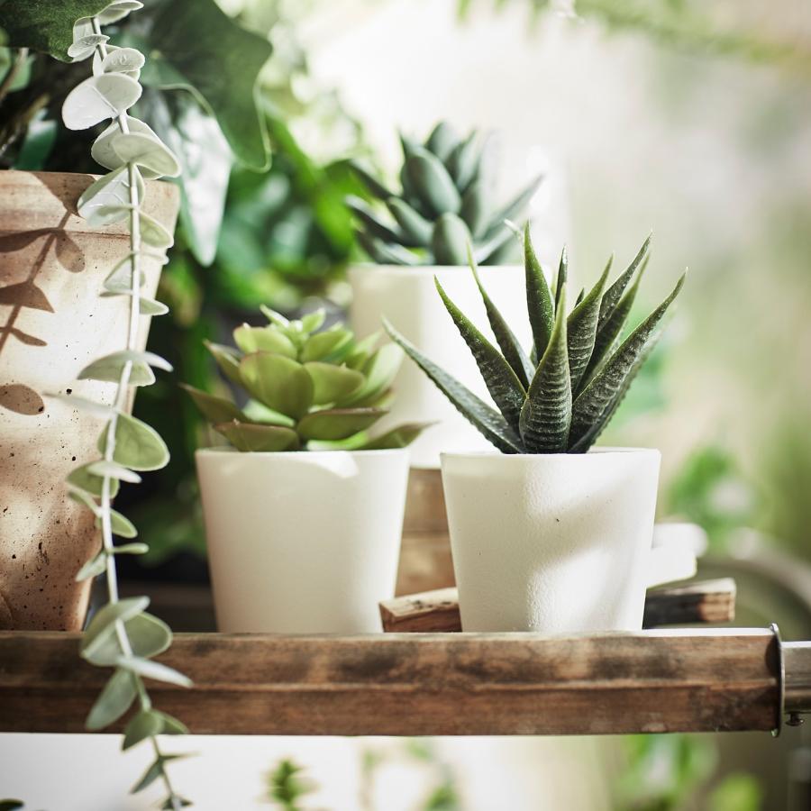 [IKEA/イケア/通販]FEJKA フェイカ 人工観葉植物 鉢カバー付き, 室内/屋外用 多肉植物, 6 cm3 ピース[A](20519765) |  | 01