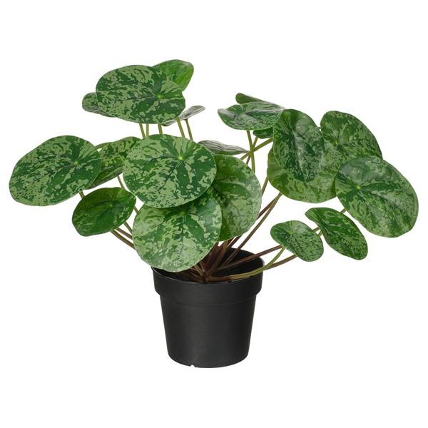 [IKEA/イケア/通販]FEJKA フェイカ人工観葉植物, 室内/屋外用 ピレア,9 cm[A](20600888) | 