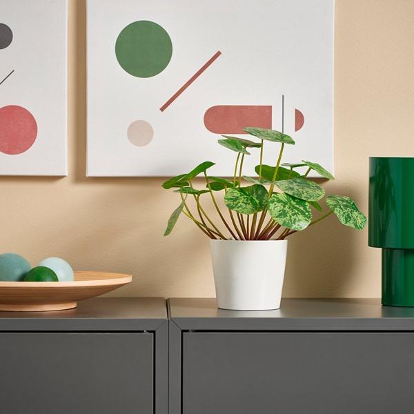 [IKEA/イケア/通販]FEJKA フェイカ人工観葉植物, 室内/屋外用 ピレア,9 cm[A](20600888) |  | 01