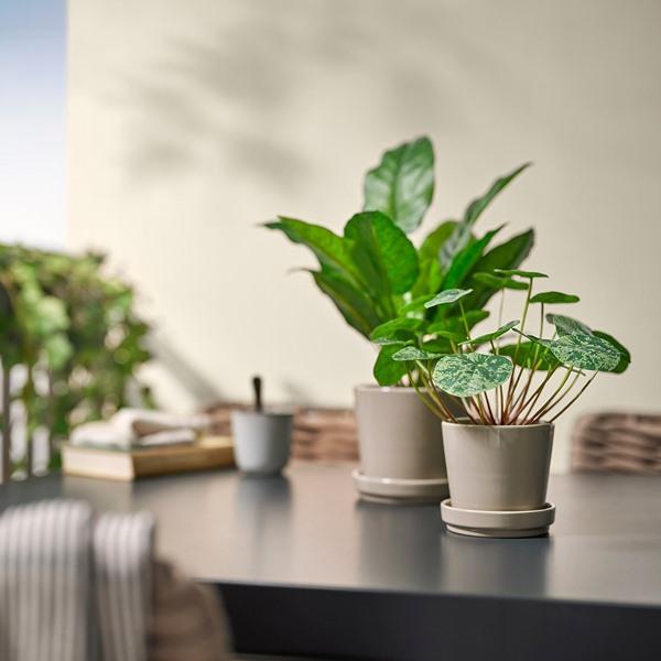 [IKEA/イケア/通販]FEJKA フェイカ人工観葉植物, 室内/屋外用 ピレア,9 cm[A](20600888) |  | 02