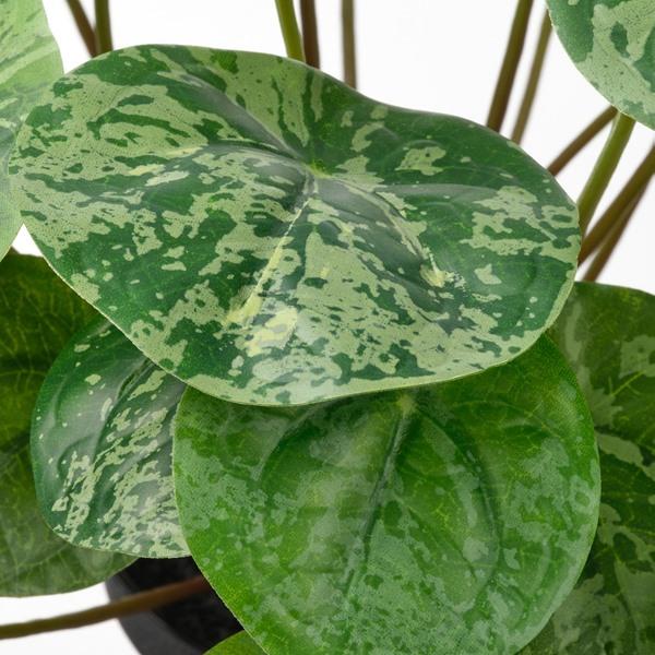 [IKEA/イケア/通販]FEJKA フェイカ人工観葉植物, 室内/屋外用 ピレア,9 cm[A](20600888) |  | 03