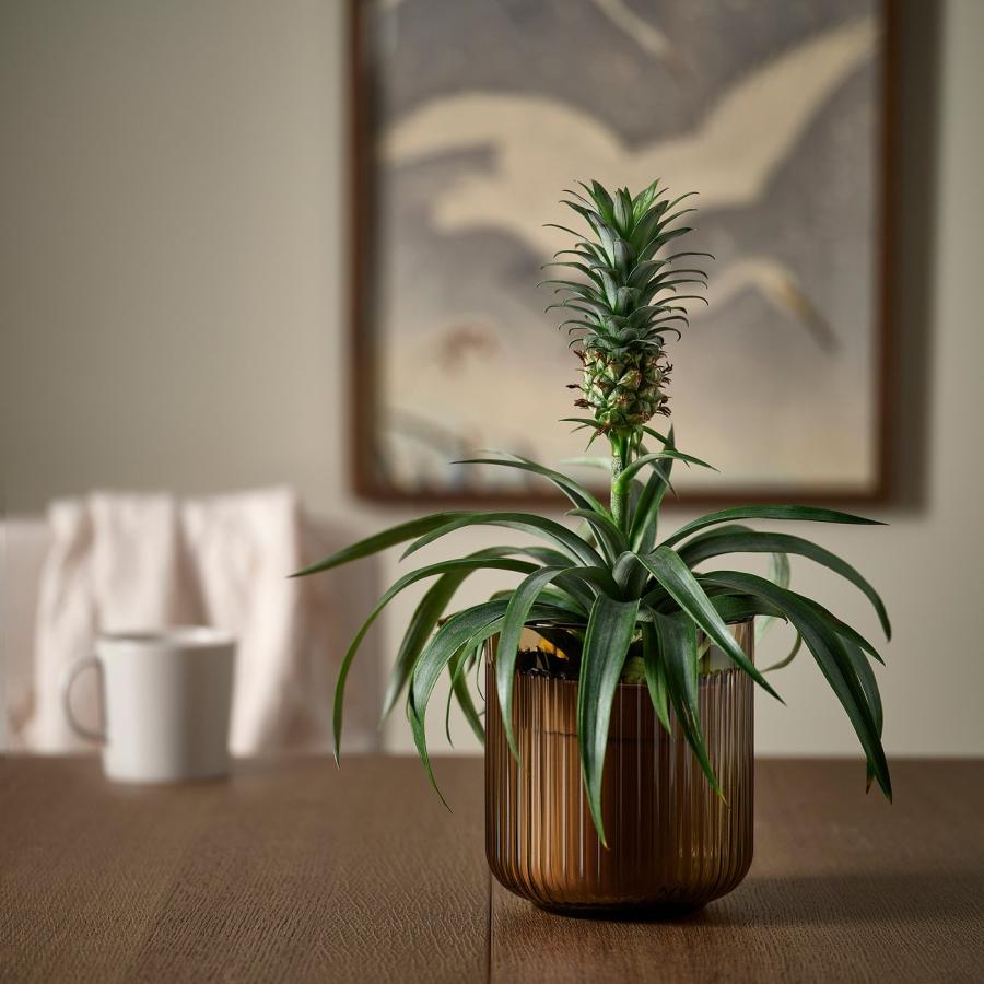 [IKEA/イケア/通販]GRADVIS グラードヴィス 鉢カバー, 室内/屋外用/ライトブラウン, 12 cm[A](20623291) |  | 02