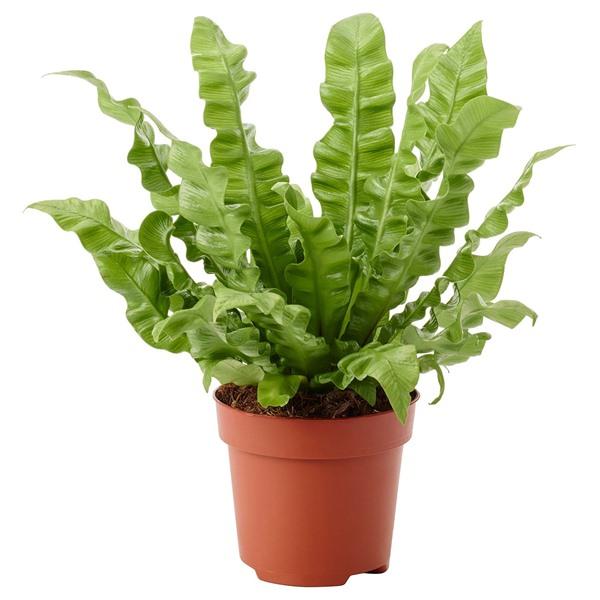 [IKEA/イケア/通販]ASPLENIUM NIDUS鉢植え, Bird's Nest Fern,12 cm[B](20623917) | 