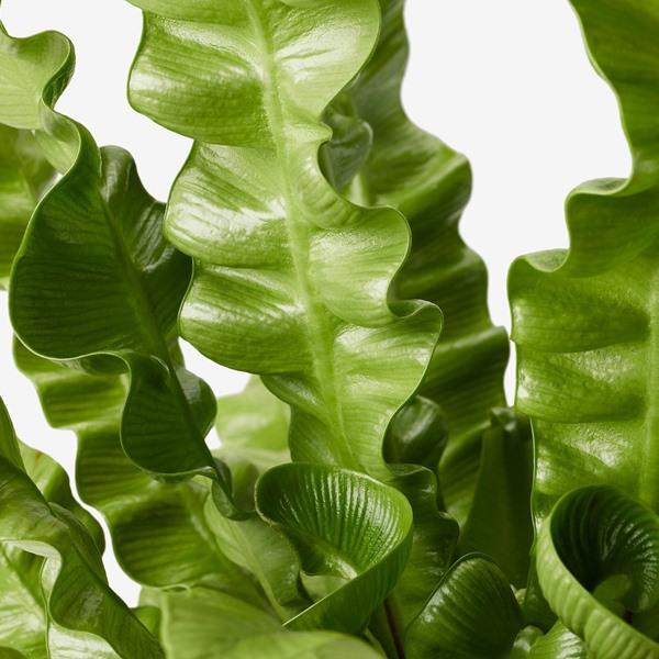 [IKEA/イケア/通販]ASPLENIUM NIDUS鉢植え, Bird's Nest Fern,12 cm[B](20623917) |  | 01