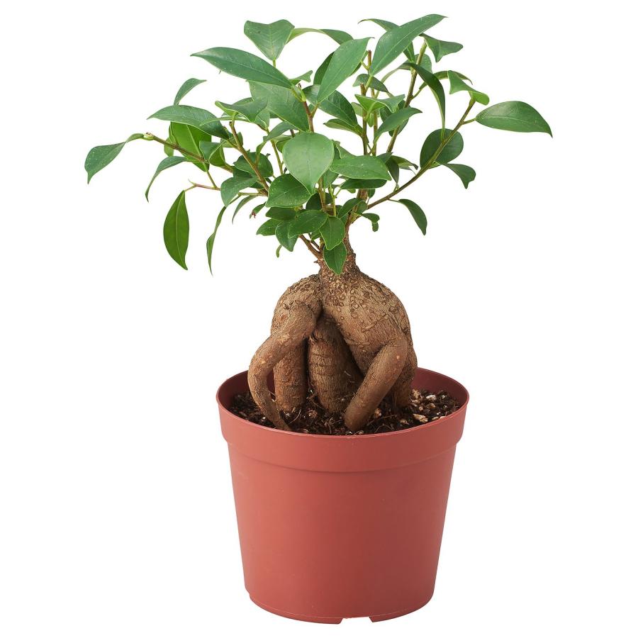 [IKEA/イケア/通販]FICUS 鉢植え, 盆栽, 12 cm[B](30370679) | 