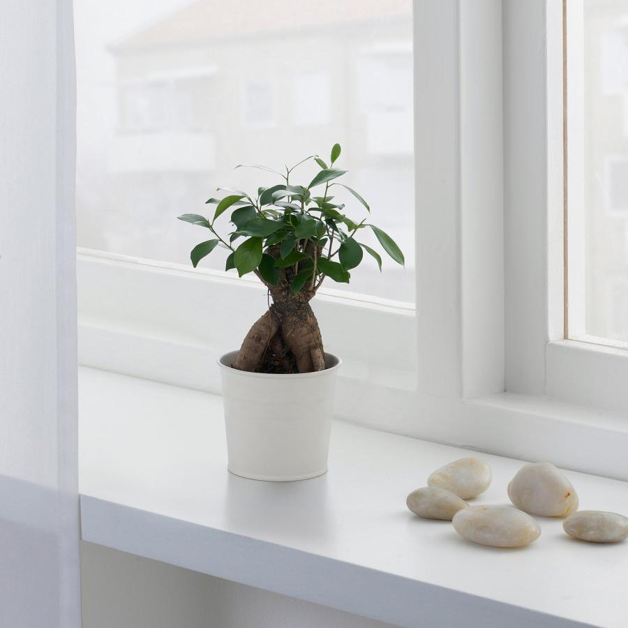 [IKEA/イケア/通販]FICUS 鉢植え, 盆栽, 12 cm[B](30370679) |  | 01