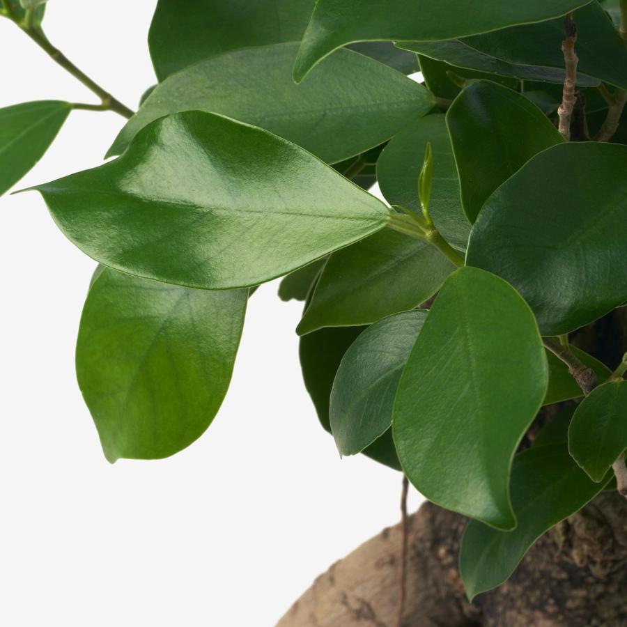 [IKEA/イケア/通販]FICUS 鉢植え, 盆栽, 12 cm[B](30370679) |  | 02